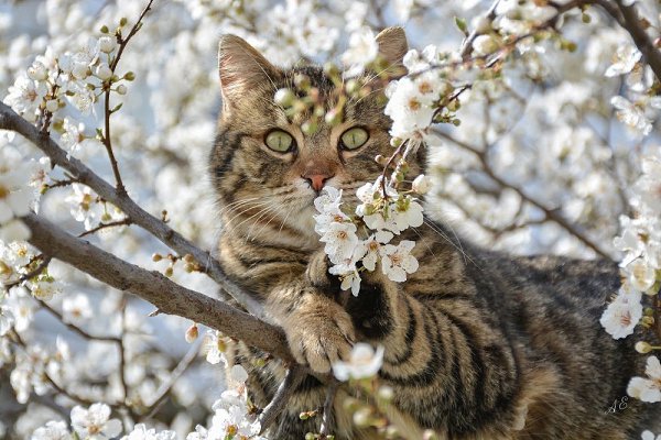 Весну встречают котики! Котикам хочется весны и яркого солнышка! - 2