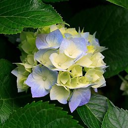 Galina, , 58 