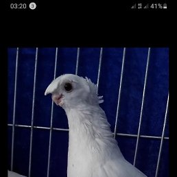 �����, ������, 45 ���