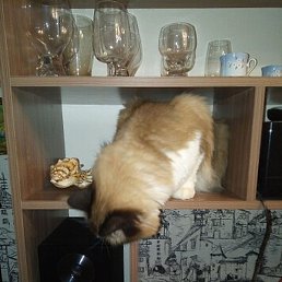 �������, ������������, 100 ���