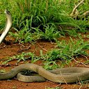 :   (Dendroaspis polylepis) :  (Dendroaspis) :  :  :  :  :  :   &ndash; 2,5 &ndash; 3   :  12 : https://kot-pes.com/chernaya-mamba-foto/    