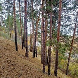 �������, ������������, 75 ���