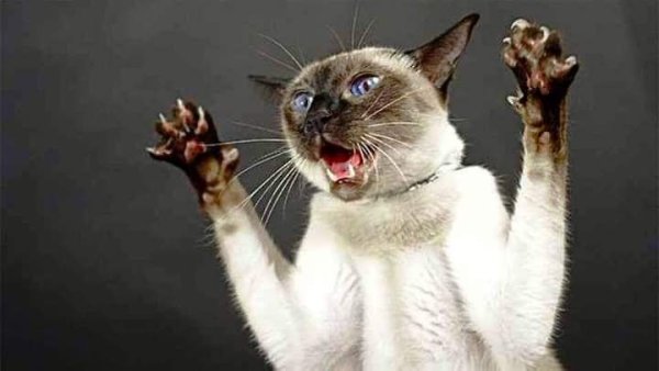 :) АЙ ДА ФРОСЯ! - Тебе сиамка не нужна? Меня остановил по дороге на работу Серега, мужичок лет ...