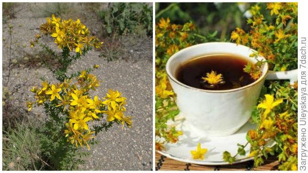 Зверобой продырявленный (Hypericum perforatum).Чайное сырье: трава с приятным бальзамическим ...