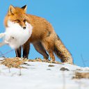 ���� ������, ����, 54 ���� - ��������� 13 ������ 2023 � ������ ���� ����������