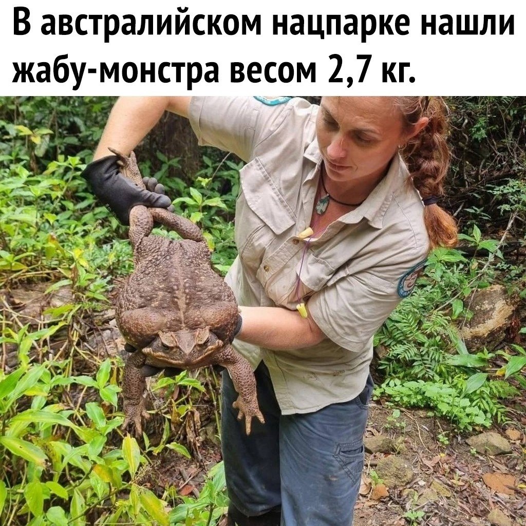 Самая большая жаба в мире