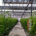 ���� Axror, ������, 22 ���� - ��������� 16 ������� 2023 � ������ ���� ����������