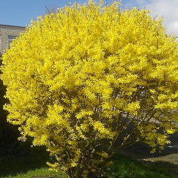 �������, ������