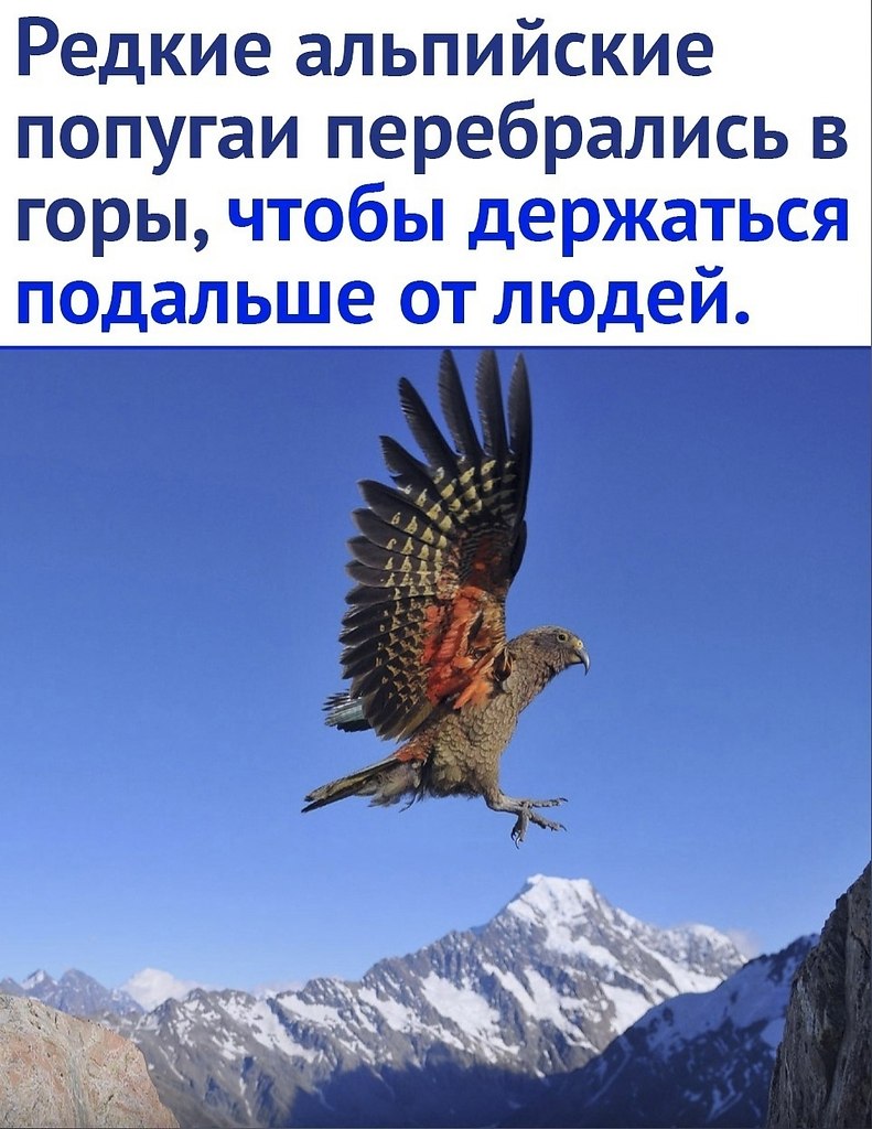 Это очень печально | Интеллектуариум © | Фотострана | Пост №2525908193