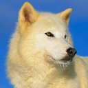 ���� Dog, �����, 21 ��� - ��������� 25 ������ 2022