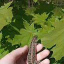 �����. ���. �� ������� ���� ����������