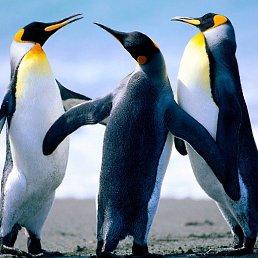 ��������� ����������, �������, 69 ���