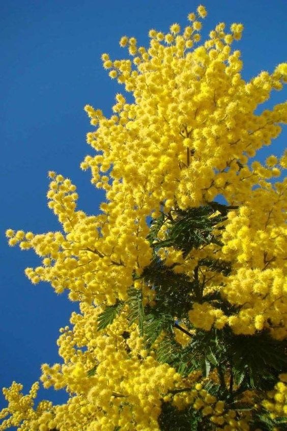 14 Марта - День Мимозы. Многие из нас удивятся, узнав, что всем известные веточки ярко желтых ...