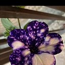 ���� �������, ������������, 52 ���� - ��������� 15 ������ 2023 � ������ ���� ����������