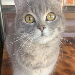 ������, ����, 50 ���