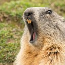 ���� Bober, ������ - ��������� 13 ��� 2022 � ������ ���� ����������