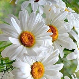 ������, ���������, 52 ����