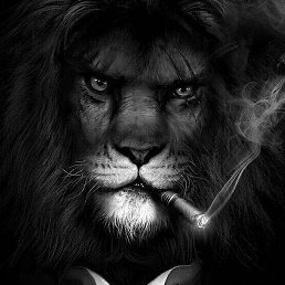 �����, ��������, 37 ���