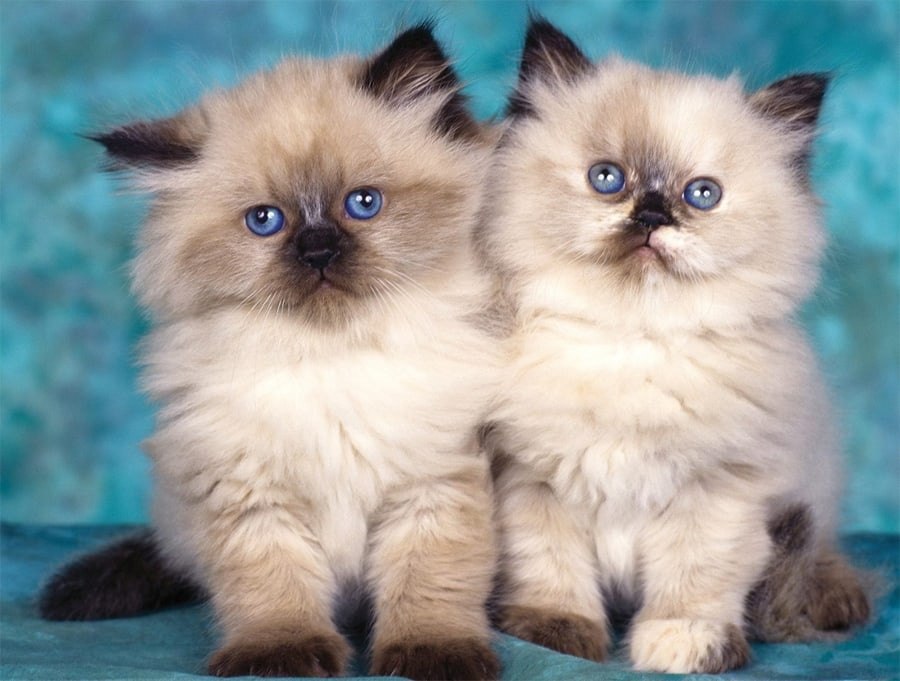 �������� - 15 ������� 2022 � 17:43