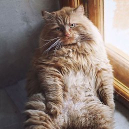 �������, �����-���������, 61 ���