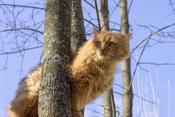Весну встречают котики! Котикам хочется весны и яркого солнышка!