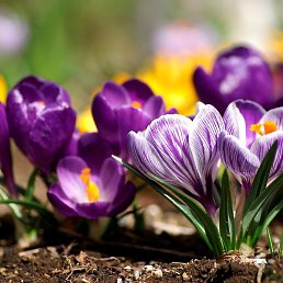 ��, ������