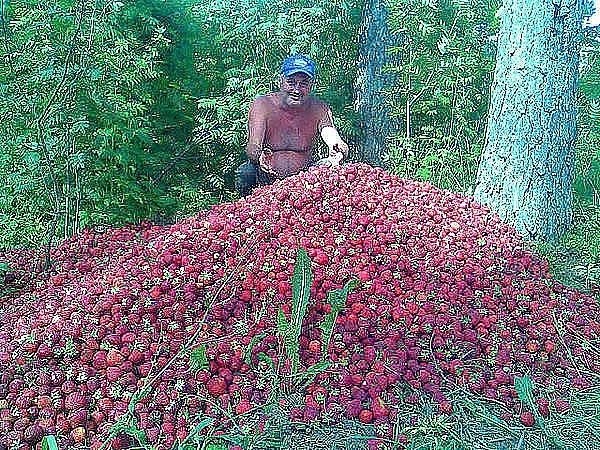 ДВА В ОДНОМ - ПОДКОРМКА КЛУБНИКИ И БОРЬБА С ВРЕДИТЕЛЯМИ.Моя подруга жалуется, что не успевает ...