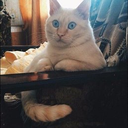 �������, ������, 33 ����