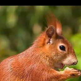 ������, ������, 51 ���