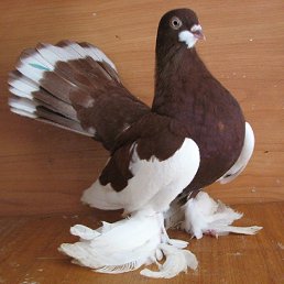 ���� �������, ����-�����������, 43 ���� - ��������� 14 ������ 2023