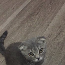 �����, ���������, 58 ���