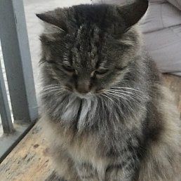 ���������, ����, 41 ���