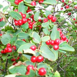 Olga, ����, 39 ���