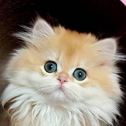 ���� ��������, �������, 38 ��� - ��������� 10 ���� 2022