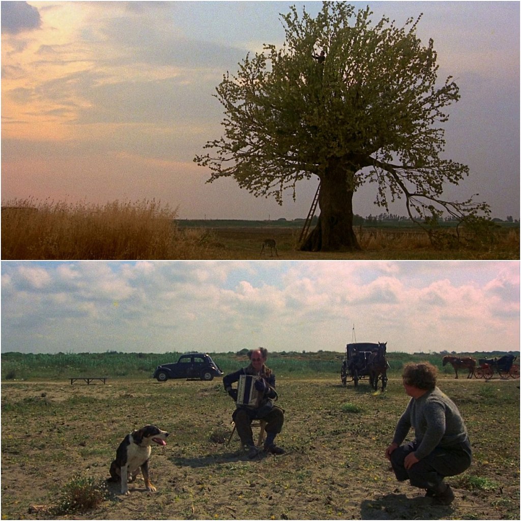  / Amarcord (1973).:  :   - 8