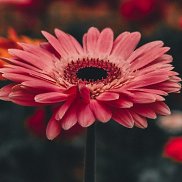 Юлия, 36 лет, Прокопьевск Юлия, 36 лет, Прокопьевск