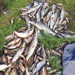 ����, ������, 54 ����