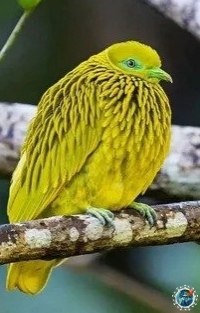 Зoлoтoй пecтpый гoлубь.Этот удивительный мир
