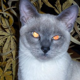 Zigmund, ����-����, 76 ���