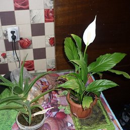 �����, �����