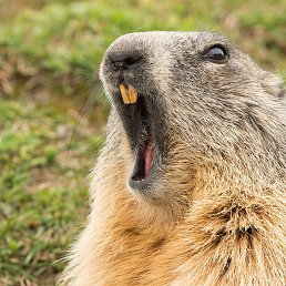 Bober, ������