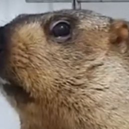 �������, ������, 37 ���