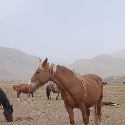 ���� Biwkek, ������, 37 ��� - ��������� 24 ���� 2023