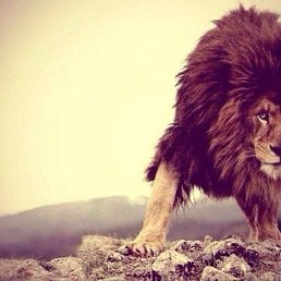 ������, ������, 43 ����