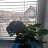 Nicolai, , 38  -  22  2023