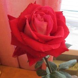 �����, ������, 73 ����