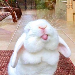 ������, �������