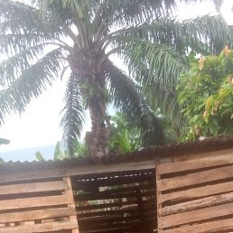 Solomon Boakye, �����������, 36 ���