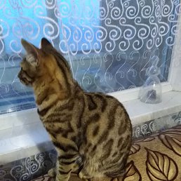 ���� �������, ����, 43 ���� - ��������� 3 ��� 2023