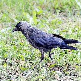 ������, ���������, 51 ���